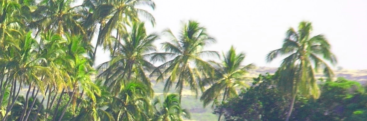 Palm trees at Kehaka Kai State Park