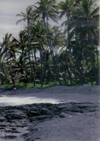 Punalu'u Black Sand Beach is beautifully lined with palm trees