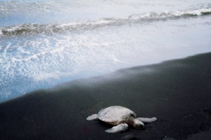 Turtles abound at Punalu'u Black Sand Beach