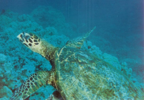 A green sea turtle meanders by